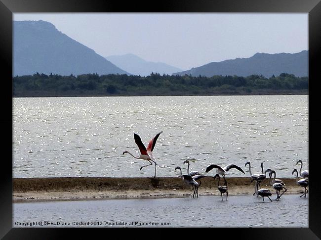 Flamingo take-off, Gialova Lagoon, Greece Framed Print by DEE- Diana Cosford