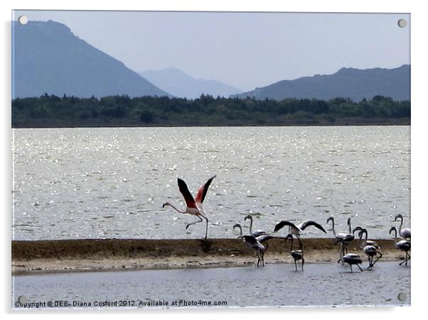 Flamingo take-off, Gialova Lagoon, Greece Acrylic by DEE- Diana Cosford