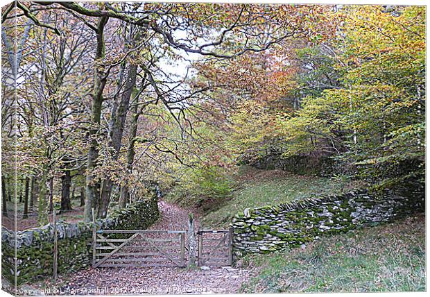 Autumn colours at Loughrigg Canvas Print by Lilian Marshall