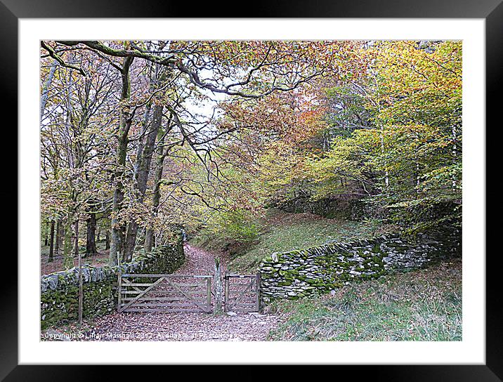 Autumn colours at Loughrigg Framed Mounted Print by Lilian Marshall