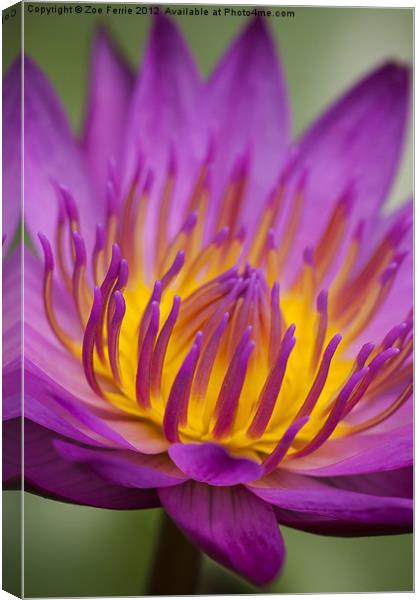 Macro photograph of a water lily Canvas Print by Zoe Ferrie