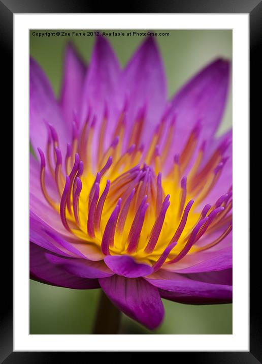 Macro photograph of a water lily Framed Mounted Print by Zoe Ferrie