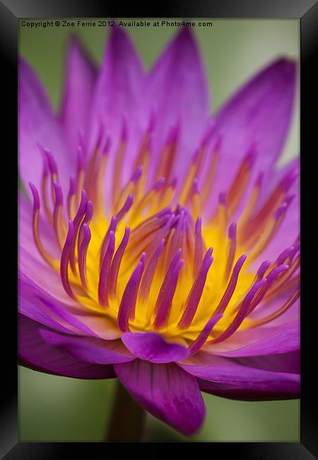 Macro photograph of a water lily Framed Print by Zoe Ferrie