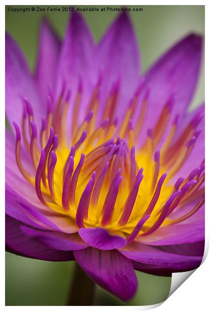 Macro photograph of a water lily Print by Zoe Ferrie