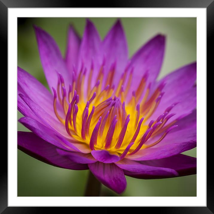 Macro photograph of a water lily Framed Mounted Print by Zoe Ferrie