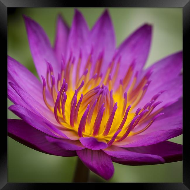 Macro photograph of a water lily Framed Print by Zoe Ferrie