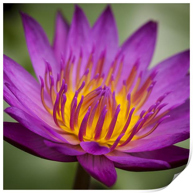 Macro photograph of a water lily Print by Zoe Ferrie