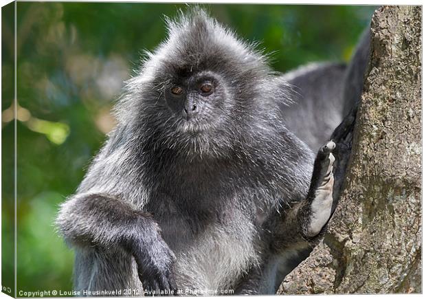 Silvery Langur Canvas Print by Louise Heusinkveld