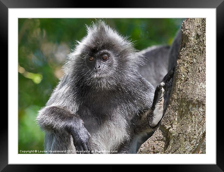 Silvery Langur Framed Mounted Print by Louise Heusinkveld