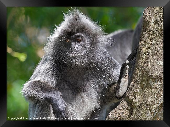 Silvery Langur Framed Print by Louise Heusinkveld