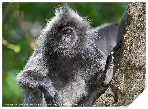 Silvery Langur Print by Louise Heusinkveld
