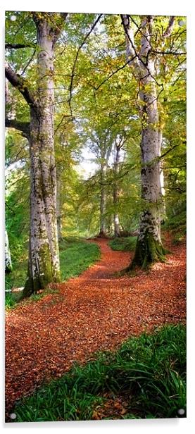 Path in Cawdor wood Acrylic by Macrae Images
