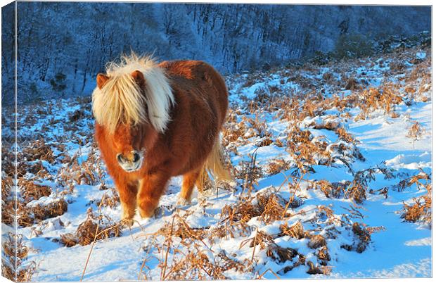 Ginger Pony in the Snow Canvas Print by Jon Short