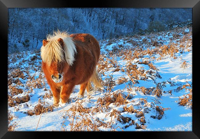Ginger Pony in the Snow Framed Print by Jon Short