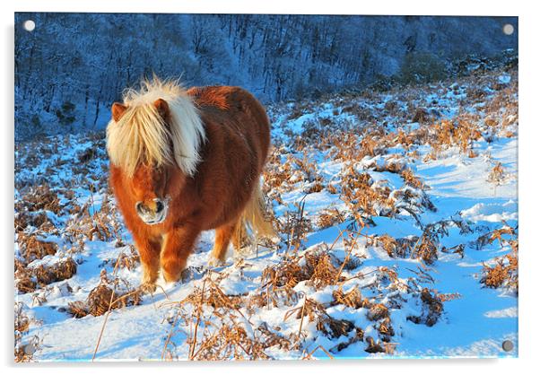 Ginger Pony in the Snow Acrylic by Jon Short