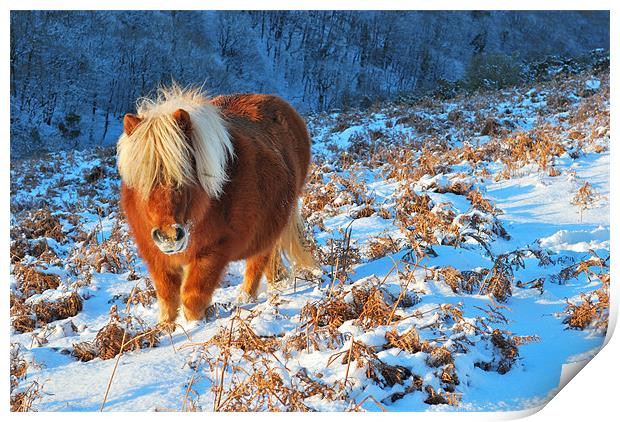 Ginger Pony in the Snow Print by Jon Short