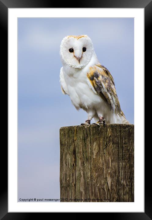 Barn Owl Framed Mounted Print by Paul Messenger