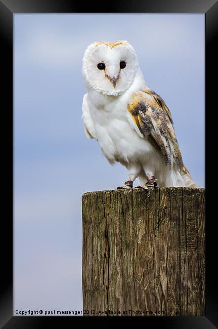 Barn Owl Framed Print by Paul Messenger