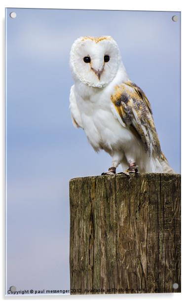 Barn Owl Acrylic by Paul Messenger
