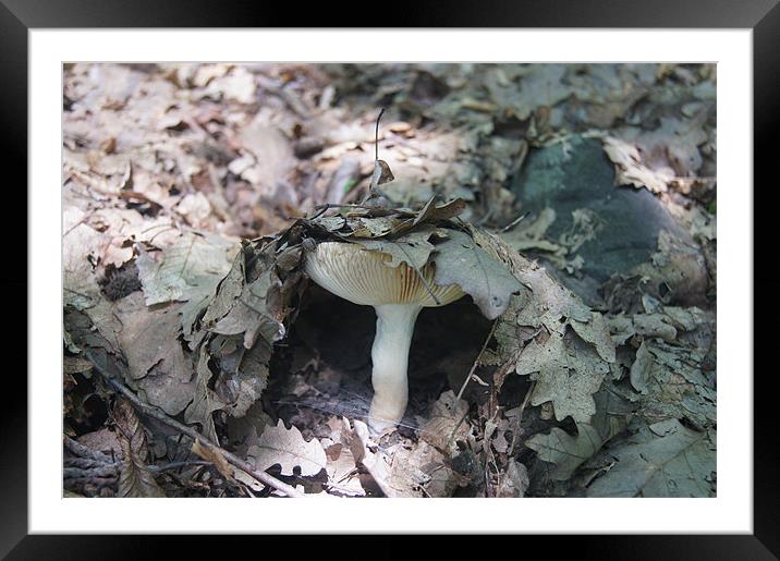 mushroom umbrella Framed Mounted Print by Miroslav Adamove