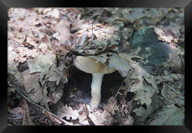 mushroom umbrella Framed Print by Miroslav Adamove