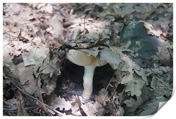 mushroom umbrella Print by Miroslav Adamove