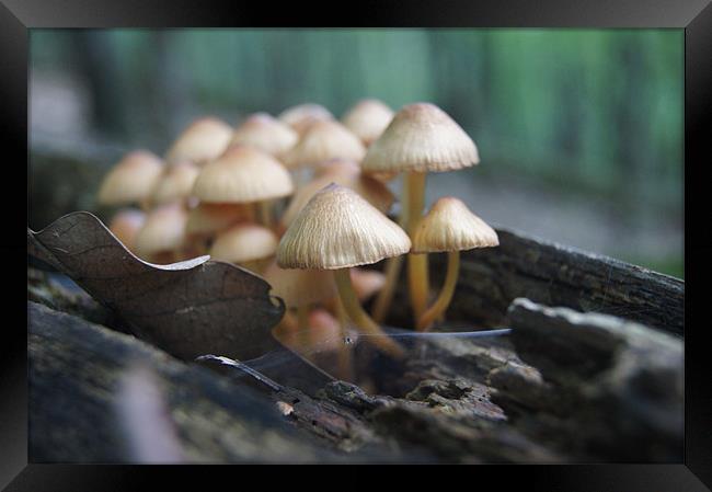 mushrooms family Framed Print by Miroslav Adamove
