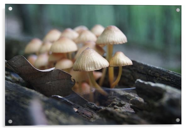 mushrooms family Acrylic by Miroslav Adamove