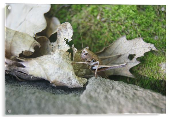 grasshopper Acrylic by Miroslav Adamove