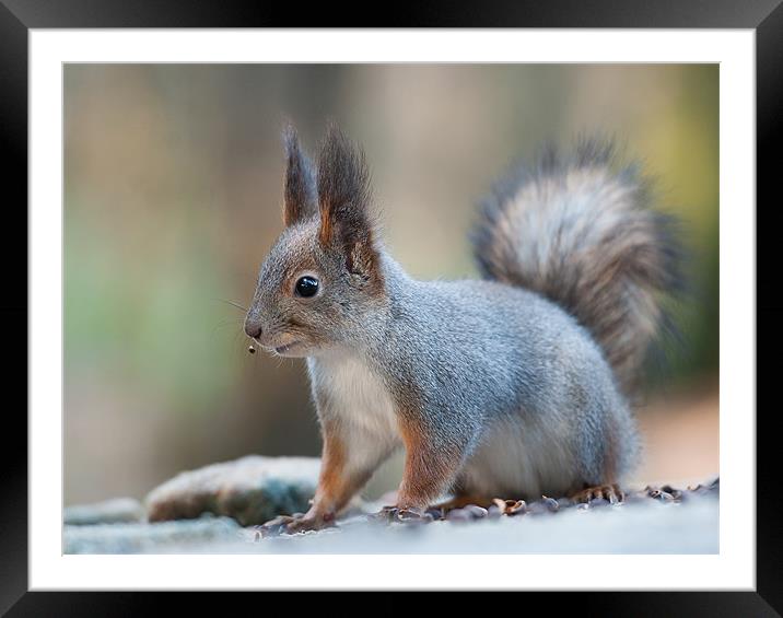Squirrel after breakfast. Framed Mounted Print by Sergey Golotvin