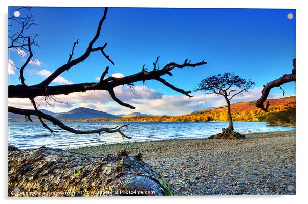 Lone  Loch Lomond Tree Acrylic by Paul Messenger