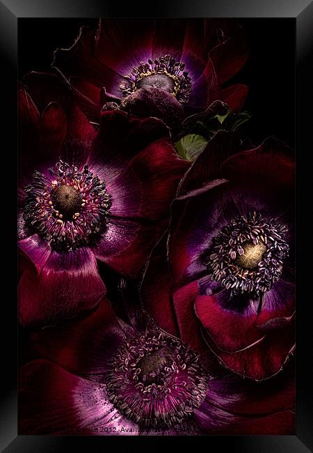Blood Red Anemones Framed Print by Ann Garrett