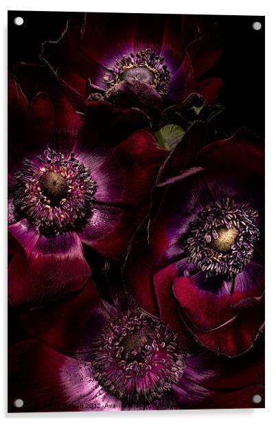Blood Red Anemones Acrylic by Ann Garrett