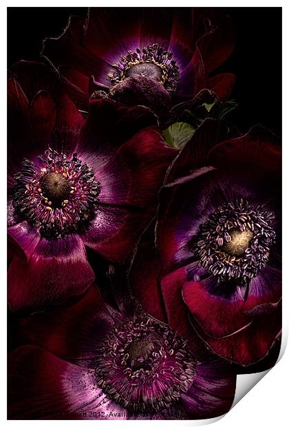 Blood Red Anemones Print by Ann Garrett