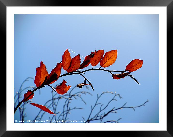 AUTUMN BRANCH Framed Mounted Print by David Atkinson