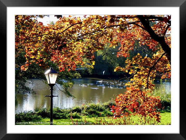 AUTUMN LIGHT Framed Mounted Print by David Atkinson