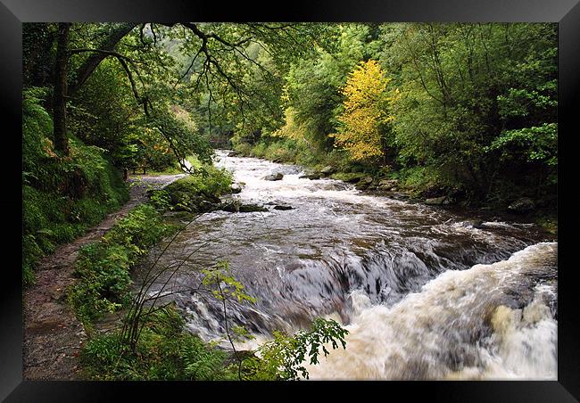 First Hint of Autumn Framed Print by graham young