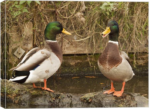 Two Ducks Canvas Print by Clive Eariss