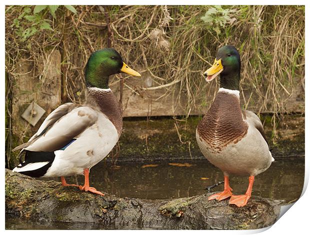 Two Ducks Print by Clive Eariss