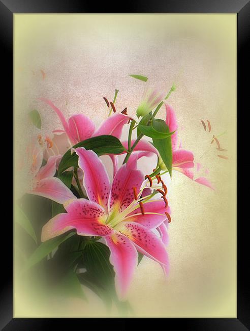 Lovely Lillies. Framed Print by Jacqui Kilcoyne