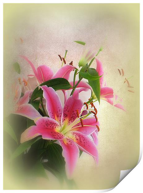 Lovely Lillies. Print by Jacqui Kilcoyne