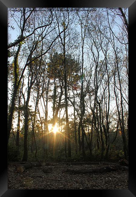 Shiny woods in the autumn Framed Print by Dan Davidson