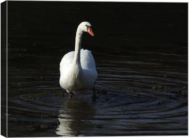 Ring around swan Canvas Print by robert gosling
