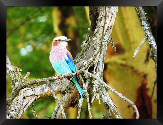 Lilac Breasted Roller Framed Print by Tony Murtagh