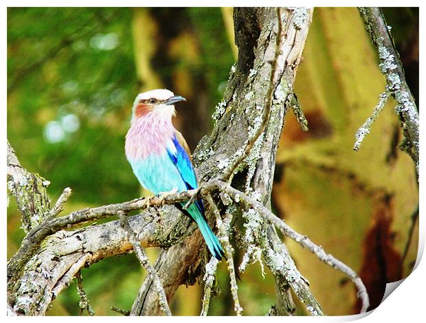Lilac Breasted Roller Print by Tony Murtagh