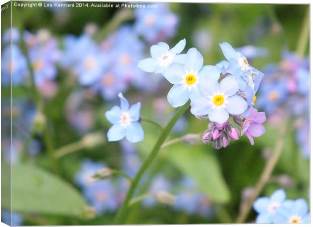 Forget-Me-Not 1 Canvas Print by Lou Kennard