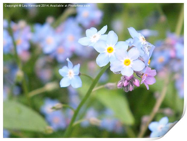 Forget-Me-Not 1 Print by Lou Kennard