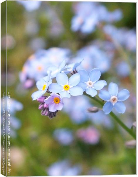 Forget-Me-Not 2 Canvas Print by Lou Kennard