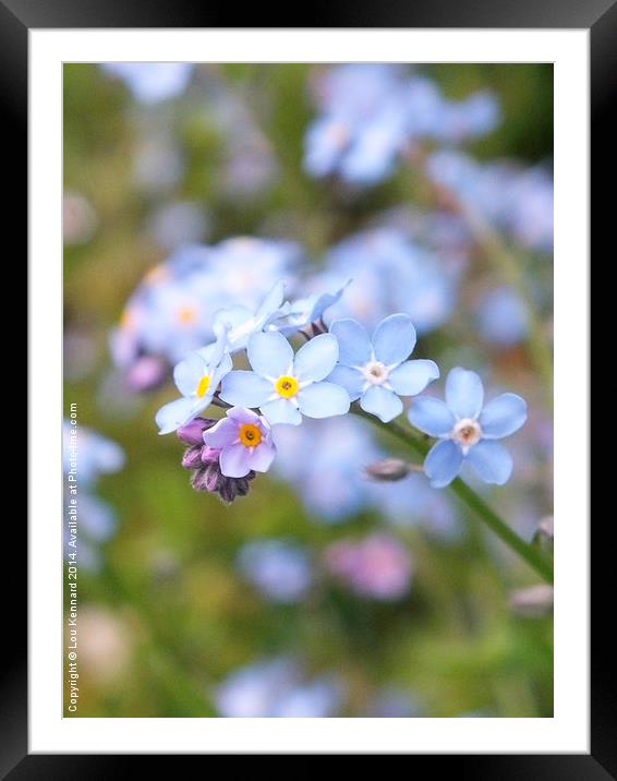 Forget-Me-Not 2 Framed Mounted Print by Lou Kennard