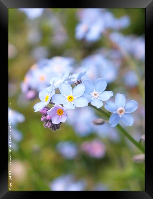 Forget-Me-Not 2 Framed Print by Lou Kennard